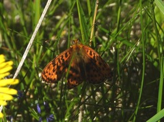 Boloria euphrosyne