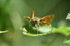 Ochlodes sylvanus