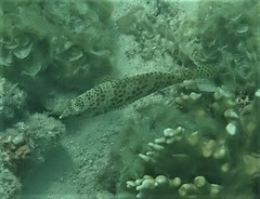 Epinephelus merra