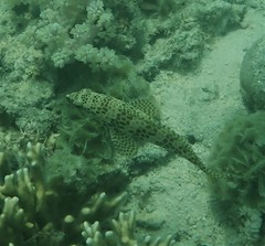 Epinephelus merra