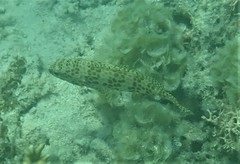 Epinephelus merra