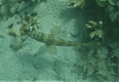 Epinephelus merra
