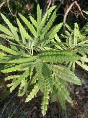 Lyonothamnus floribundus