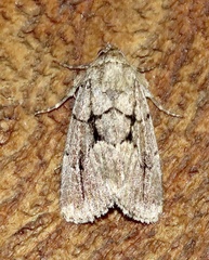 Sympistis dinalda
