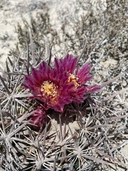 Ferocactus fordii