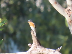 Myiagra rubecula