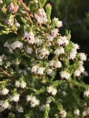 Erica lehmannii