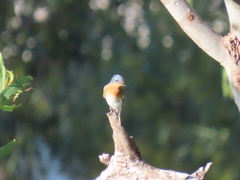 Myiagra rubecula