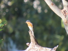 Myiagra rubecula