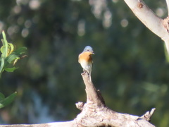 Myiagra rubecula