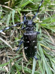 Anoplophora glabripennis