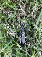 Anoplophora glabripennis