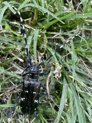 Anoplophora glabripennis