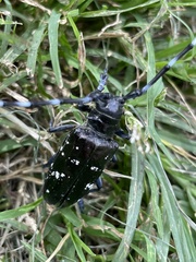 Anoplophora glabripennis