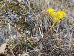 Sedum stenopetalum