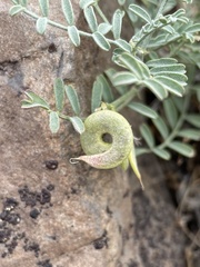 Astragalus speirocarpus