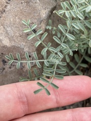 Astragalus speirocarpus