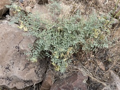 Astragalus speirocarpus
