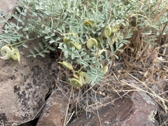 Astragalus speirocarpus