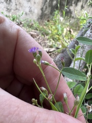 Cyanthillium cinereum