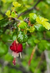 Ribes lobbii