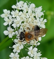 Andrena haemorrhoa