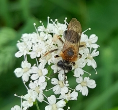 Andrena haemorrhoa
