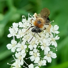 Andrena haemorrhoa