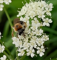 Andrena haemorrhoa