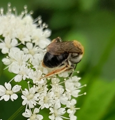 Andrena haemorrhoa
