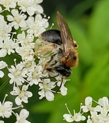 Andrena haemorrhoa