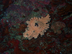 Chicoreus torrefactus