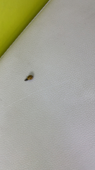 Psyllobora vigintiduopunctata