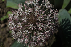 Allium karataviense