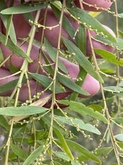 Acacia fimbriata