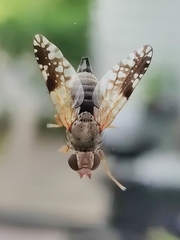 Tephritis neesii