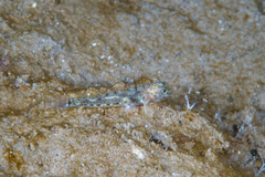 Fusigobius duospilus