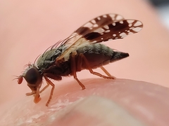 Tephritis neesii