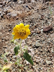 Helianthus exilis