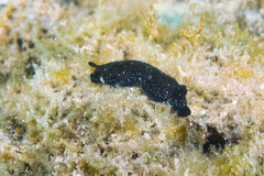 Dendrodoris nigra