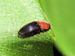 Esthesopus atripennis