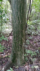 Pseudobombax septenatum