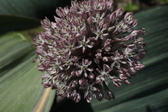 Allium karataviense