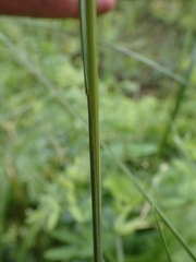 Festuca rubra rubra