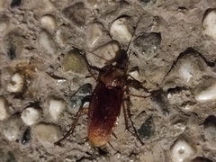 Periplaneta americana