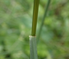 Festuca rubra rubra