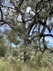 Eucalyptus caleyi