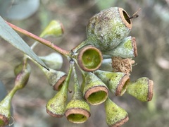 Eucalyptus caleyi