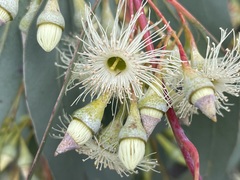 Eucalyptus caleyi