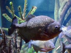 Black-Tailed Piranha photo 3
